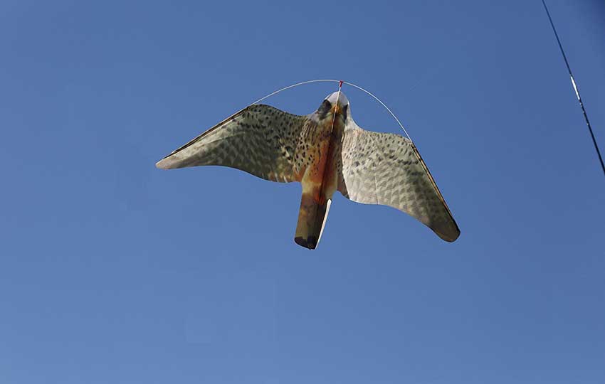 Eolo Halcón Espantapájaros - Image 7