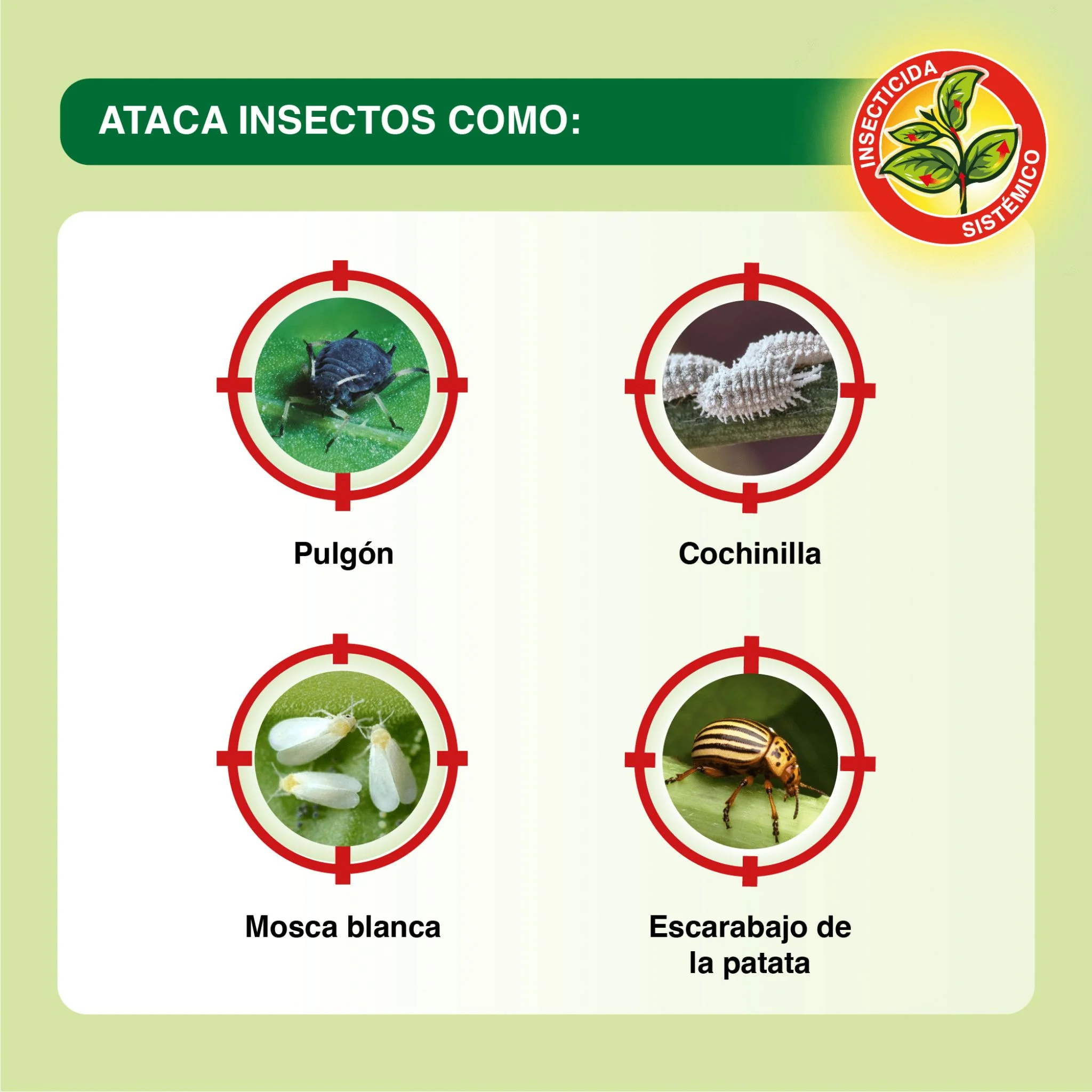 Sanium Concentrado Insecticida sistémico contra insectos - Image 3
